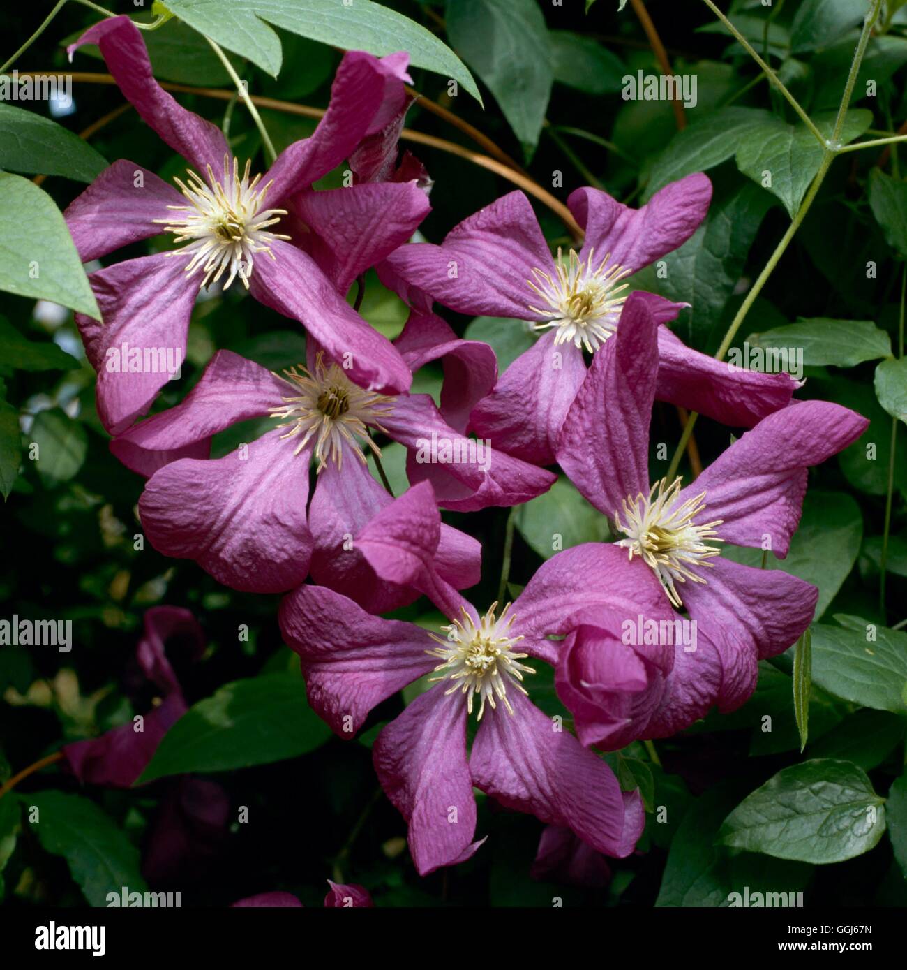 Clematis - `Margot Koster'   CLE015092 Stock Photo